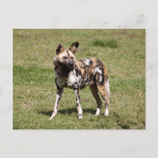 afrikaans-wild-dog-015 briefkaart (Voorkant)