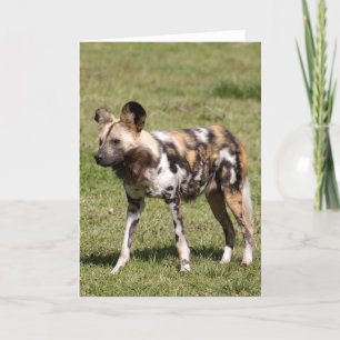 afrikaans-wild-dog-016 feestdagen kaart