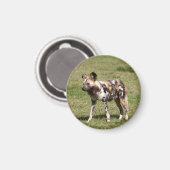 afrikaans-wild-dog-016 magneet (Voorkant / Achterkant)