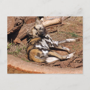 afrikaans-wild-dog-019 briefkaart