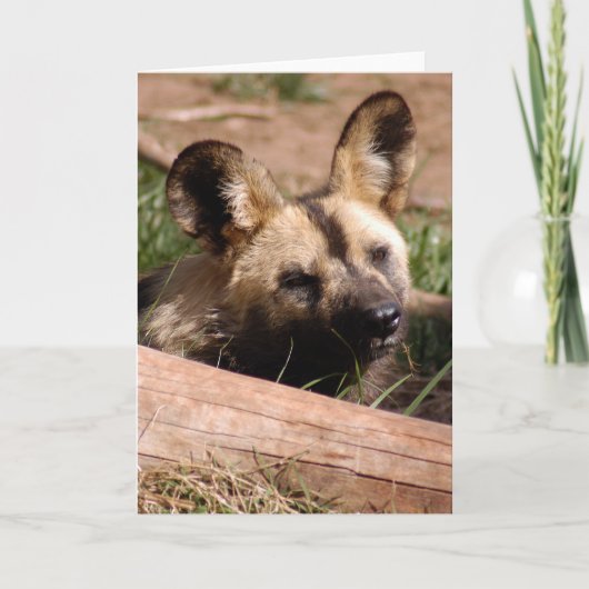 afrikaans-wilde-hond-012 feestdagen kaart (Voorkant)