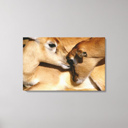 Afrikaanse antilope en flauw canvas afdruk (Voorkant)