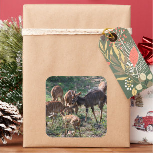 Afrikaanse Antilope Scene Vierkante Sticker