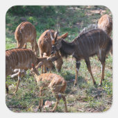 Afrikaanse Antilope Scene Vierkante Sticker (Voorkant)