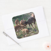 Afrikaanse Antilope Scene Vierkante Sticker (Envelop)