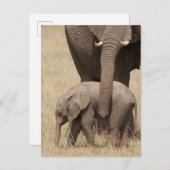 Afrikaanse Baby olifant met moeder Briefkaart (Voorkant / Achterkant)