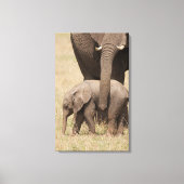 Afrikaanse Baby olifant met moeder Canvas Afdruk (Voorkant)