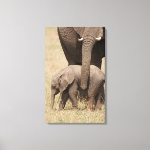 Afrikaanse Baby olifant met moeder Canvas Afdruk