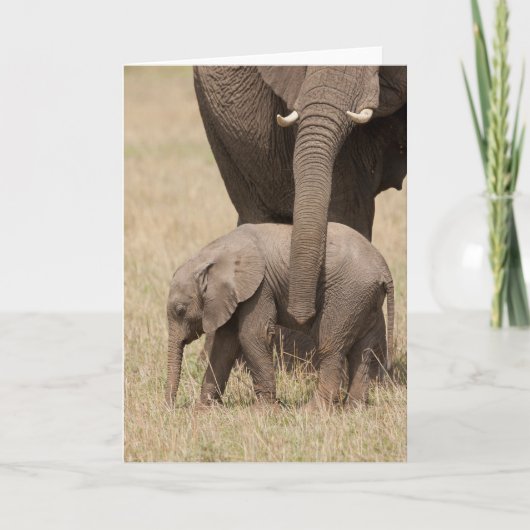 Afrikaanse Baby olifant met moeder Kaart (Voorkant)