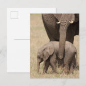 Afrikaanse babyolifant met moeder briefkaart (Voorkant / Achterkant)