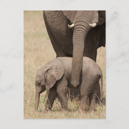 Afrikaanse babyolifant met moeder briefkaart (Voorkant)