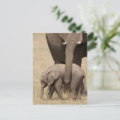 Afrikaanse babyolifant met moeder briefkaart (Staand voorkant)