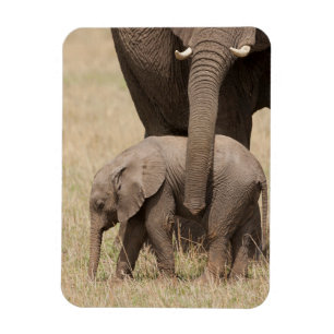 Afrikaanse babyolifant met moeder magneet