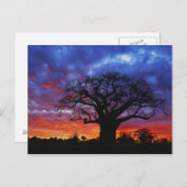 Afrikaanse baobabboom, Adansonia digitata, 2 Briefkaart (Voorkant / Achterkant)