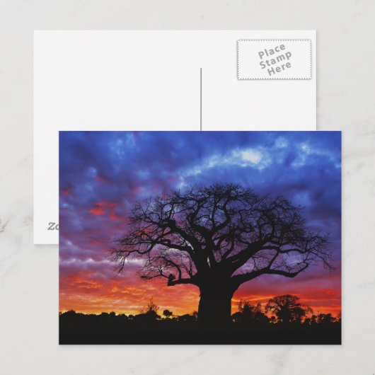 Afrikaanse baobabboom, Adansonia digitata, 2 Briefkaart (Voorkant / Achterkant)