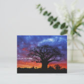 Afrikaanse baobabboom, Adansonia digitata, 2 Briefkaart (Staand voorkant)