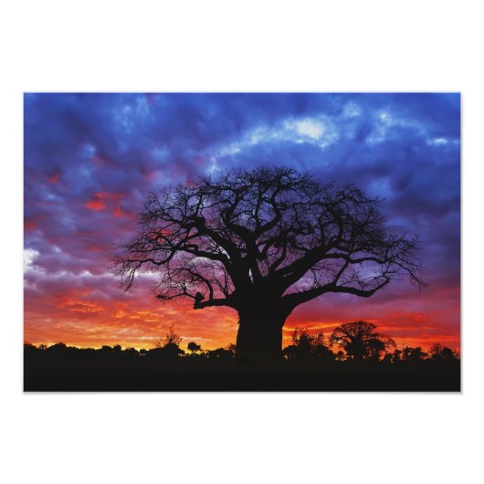 Afrikaanse baobabboom, Adansonia digitata, 2 Foto Afdruk (Voorkant)