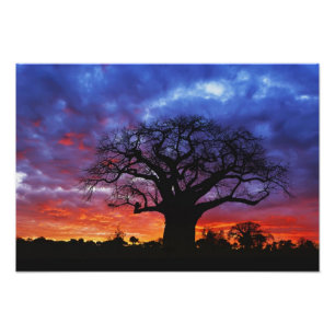 Afrikaanse baobabboom, Adansonia digitata, 2 Foto Afdruk