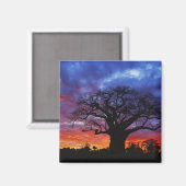 Afrikaanse baobabboom, Adansonia digitata, 2 Magneet (Voorkant / Achterkant)