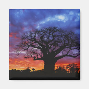 Afrikaanse baobabboom, Adansonia digitata, 2 Magneet
