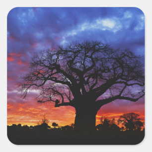 Afrikaanse baobabboom, Adansonia digitata, 2 Vierkante Sticker