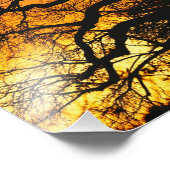 Afrikaanse baobabboom, Adansonia digitata, Foto Afdruk (Hoek)