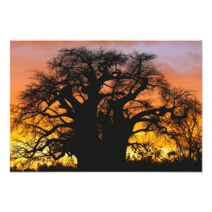 Afrikaanse baobabboom, Adansonia digitata, Foto Afdruk