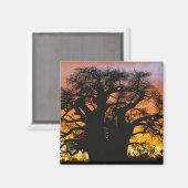 Afrikaanse baobabboom, Adansonia digitata, Magneet (Voorkant / Achterkant)