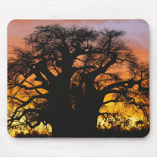 Afrikaanse baobabboom, Adansonia digitata, Muismat (Voorkant)