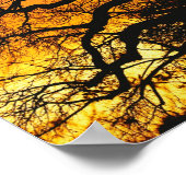 Afrikaanse baobabboom, Adansonia digitata, Poster (Hoek)