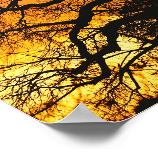 Afrikaanse baobabboom, Adansonia digitata, Poster (Hoek)