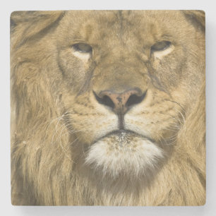 Afrikaanse Barbarijleeuw, Panthera leo leo, een va Stenen Onderzetter
