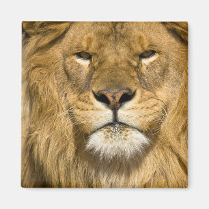 Afrikaanse Barbarijse Leeuw, Panthera leo leo, een Magneet