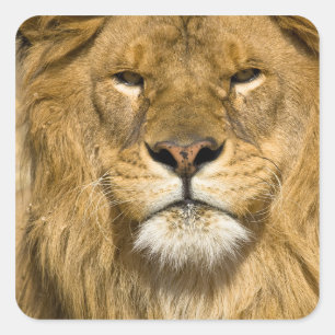 Afrikaanse Barbarijse Leeuw, Panthera leo leo, een Vierkante Sticker
