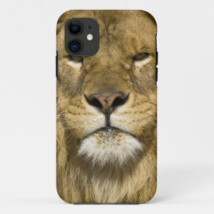 Afrikaanse Barbary Lion, Panthera leo leo, een van iPhone 11 Hoesje