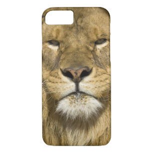 Afrikaanse Barbary Lion, Panthera leo leo, een van iPhone 8/7 Hoesje