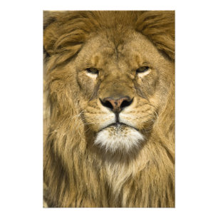 Afrikaanse Barbary Lion, Panthera leo leo, een van Foto Afdruk