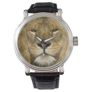 Afrikaanse Barbary Lion, Panthera leo leo, een van Horloge
