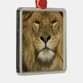 Afrikaanse Barbary Lion, Panthera leo leo, een van Metalen Ornament (Rechts)
