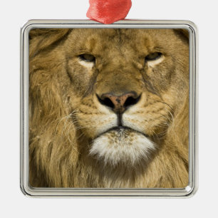 Afrikaanse Barbary Lion, Panthera leo leo, een van Metalen Ornament