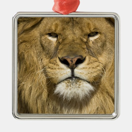 Afrikaanse Barbary Lion, Panthera leo leo, een van Metalen Ornament (Voorkant)
