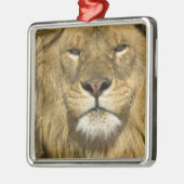 Afrikaanse Barbary Lion, Panthera leo leo, een van Metalen Ornament (Links)