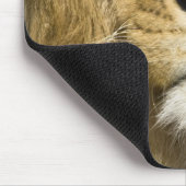 Afrikaanse Barbary Lion, Panthera leo leo, een van Muismat (Hoek)