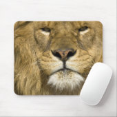 Afrikaanse Barbary Lion, Panthera leo leo, een van Muismat (Met muis)