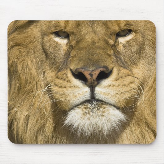 Afrikaanse Barbary Lion, Panthera leo leo, een van Muismat (Voorkant)