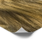 Afrikaanse Barbary Lion, Panthera leo leo, een van Poster (Hoek)