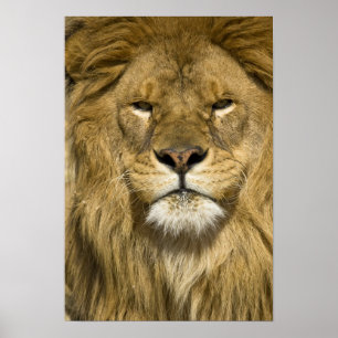 Afrikaanse Barbary Lion, Panthera leo leo, een van Poster