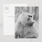 Afrikaanse baviaan briefkaart (Voorkant / Achterkant)