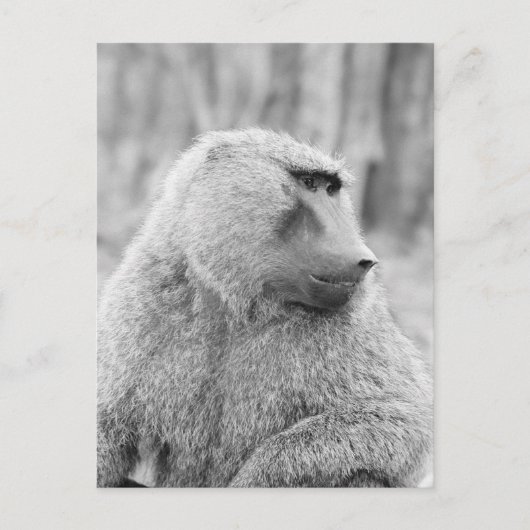 Afrikaanse baviaan briefkaart (Voorkant)