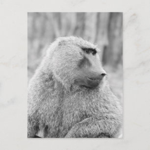 Afrikaanse baviaan briefkaart